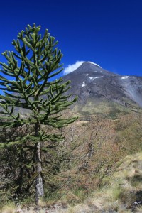 IMG_0394.CR2