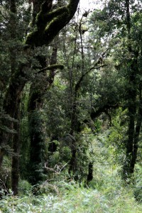 Wald am Rand der Caretera